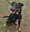 Arlo - Photo 4
