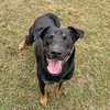 Arlo - Photo 2