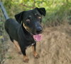 Arlo - Photo 3