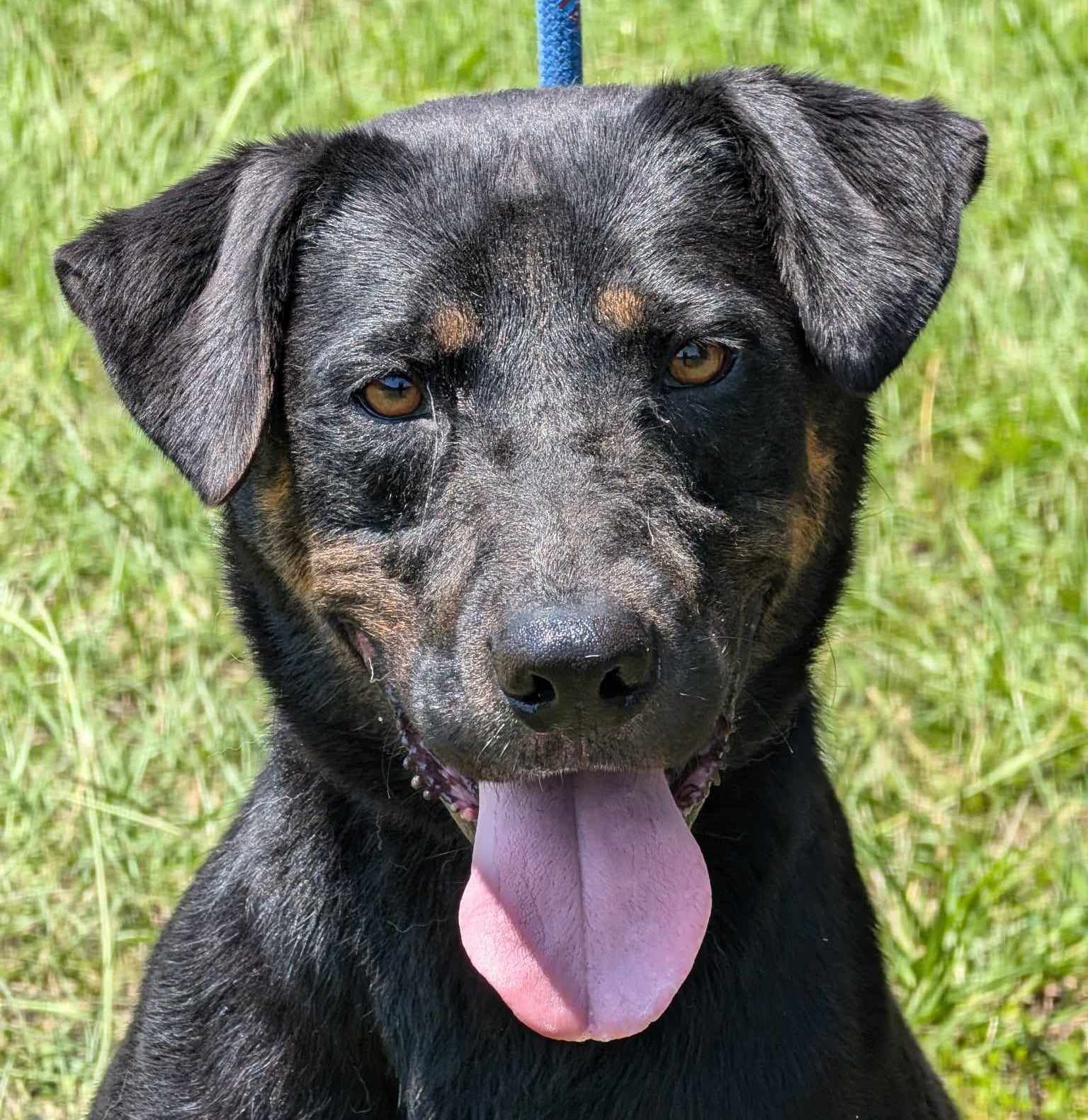 adoptable Dog in Anniston, AL named Arlo