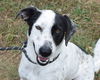 adoptable Dog in Anniston, AL named Jessica