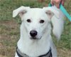 adoptable Dog in anniston, AL named Benny