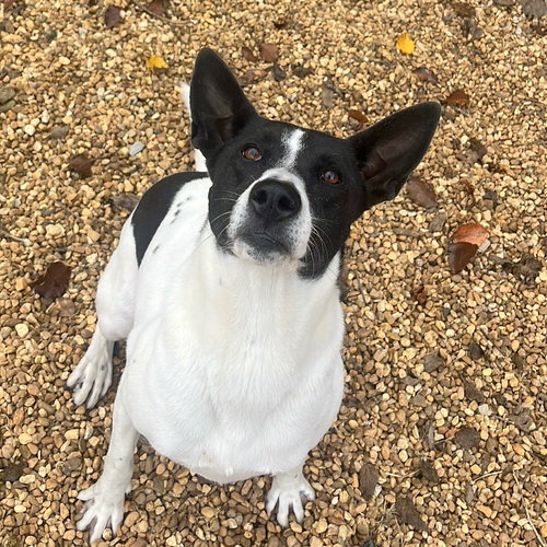 SANDY - Pointer / Shepherd available for adoption