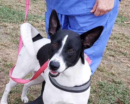 SANDY - Pointer / Shepherd available for adoption