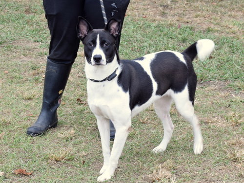 MANDY - Canaan Dog / Pointer available for adoption