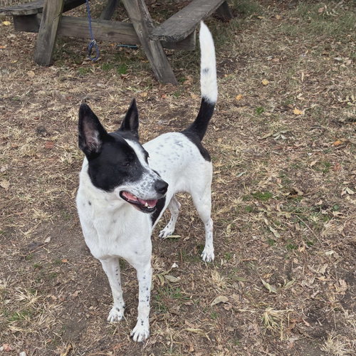 CANDY - Pointer / Shepherd available for adoption