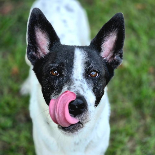Candy, a dog for adoption from Calhoun County Humane Society, Inc.
