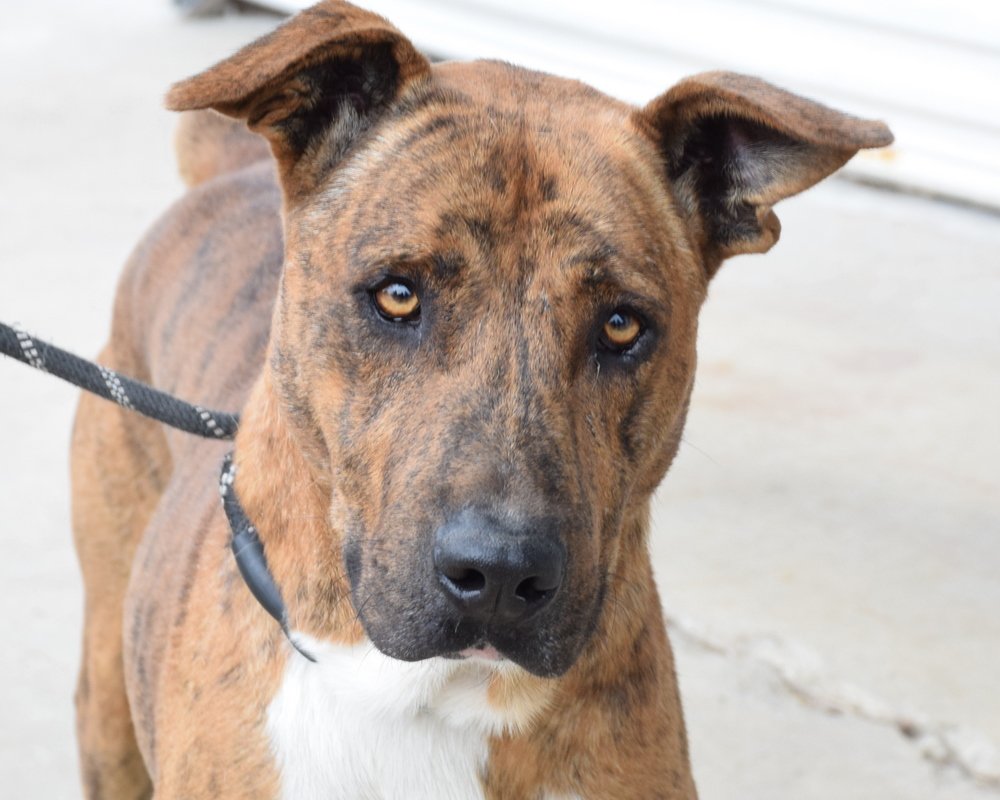 adoptable Dog in Anniston, AL named Draco