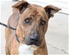 adoptable Dog in anniston, AL named Draco