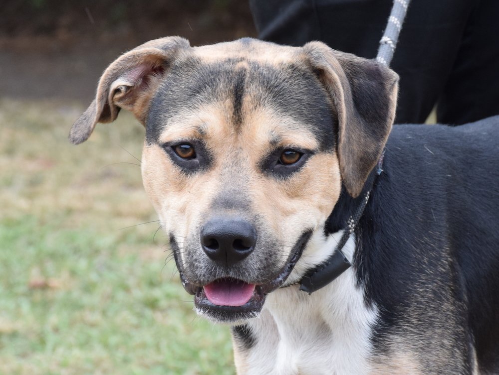 adoptable Dog in Anniston, AL named Kirby