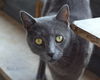 adoptable Cat in Anniston, AL named Hunter