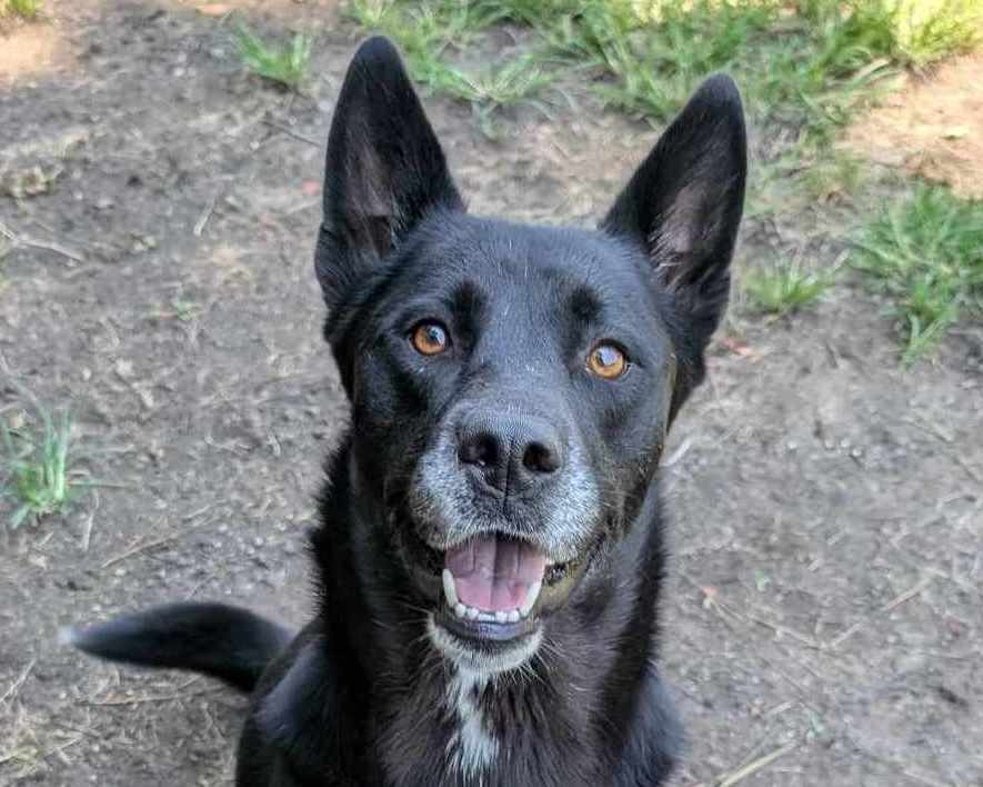 adoptable Dog in Anniston, AL named Niko