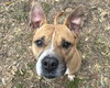 Moxie - Photo 1