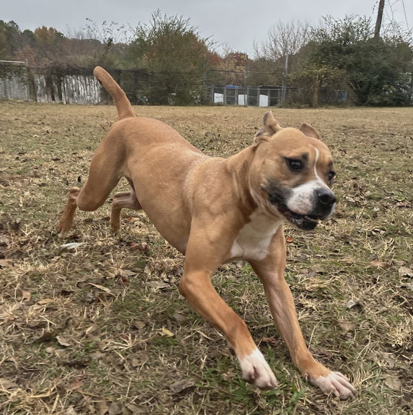 Moxie