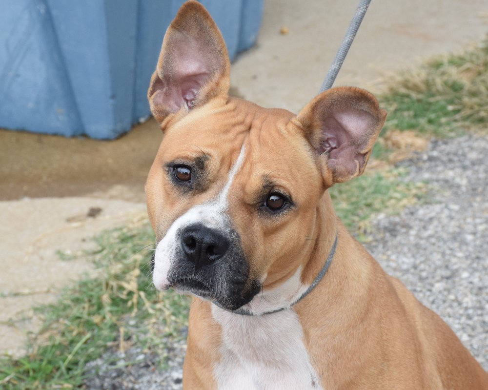 adoptable Dog in Anniston, AL named Moxie