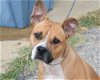 adoptable Dog in anniston, AL named Moxie