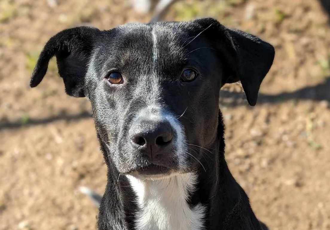 adoptable Dog in Anniston, AL named Griffin