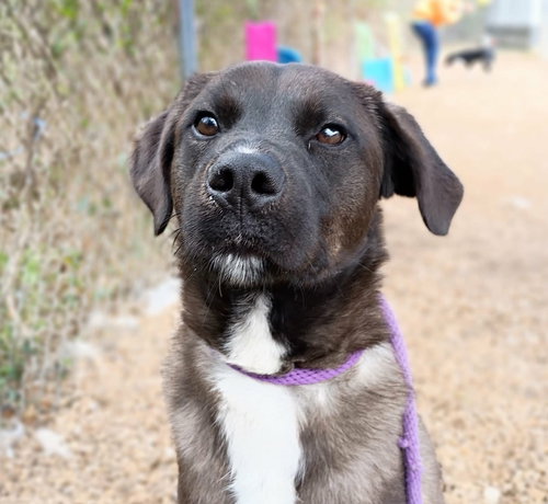 LEONARDO - Feist / Labrador Retriever available for adoption