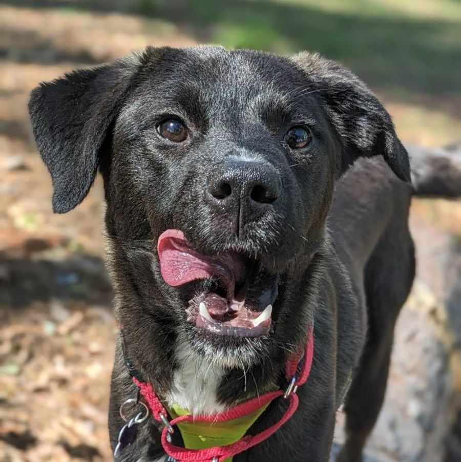 adoptable Dog in Anniston, AL named Leonardo