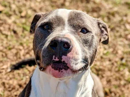 TOBY - American Pit Bull Terrier available for adoption