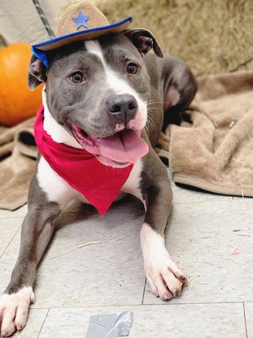 TOBY - American Pit Bull Terrier available for adoption