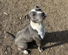 Toby - Photo 4