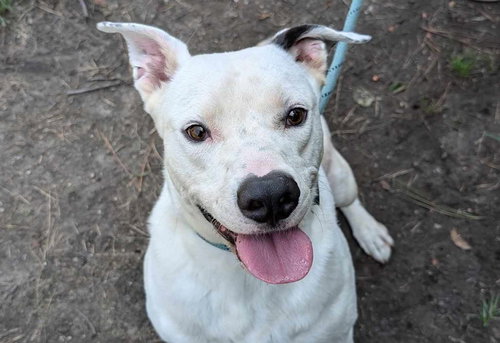 HUDSON - Labrador Retriever / Pit Bull Terrier available for adoption