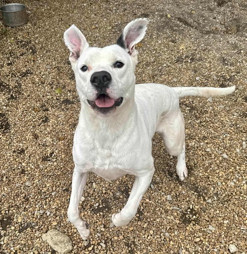 HUDSON - Labrador Retriever / Pit Bull Terrier available for adoption