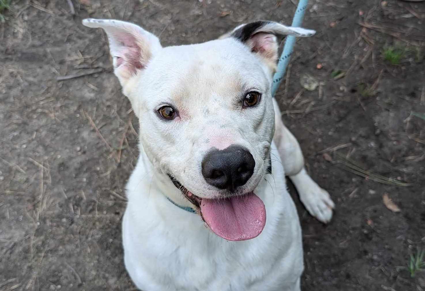 adoptable Dog in Anniston, AL named Hudson