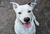 adoptable Dog in , AL named Hudson