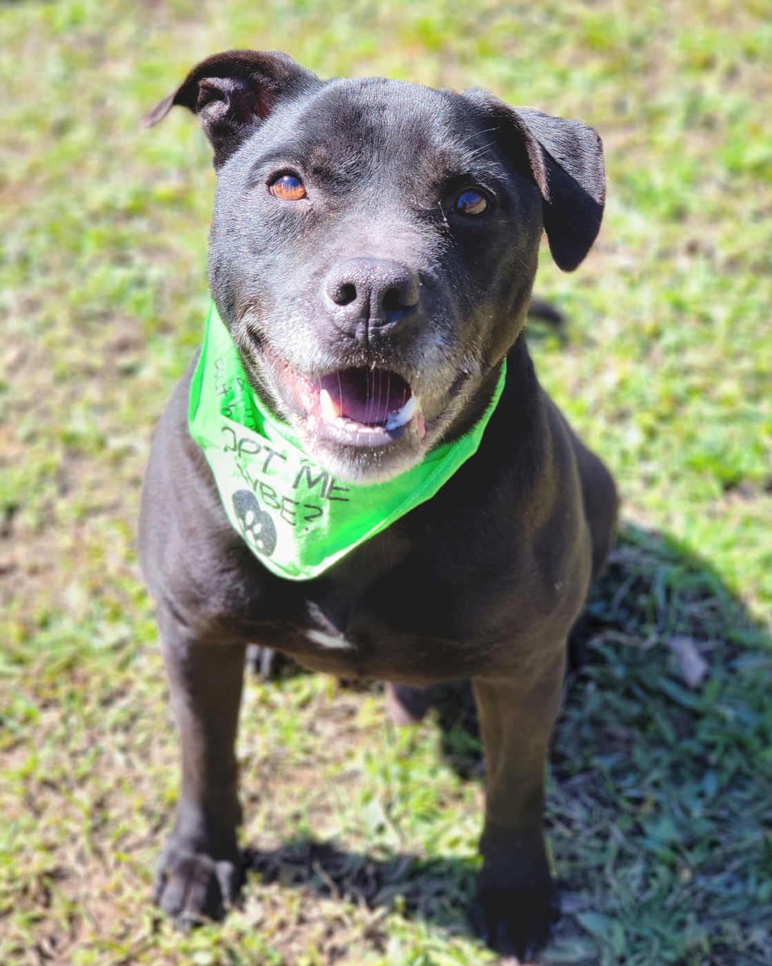 adoptable Dog in Anniston, AL named Cosmo