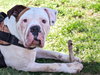 Hercules - Photo 2