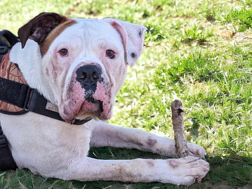 HERCULES - American Bulldog available for adoption
