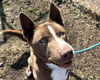 adoptable Dog in Anniston, AL named Juno