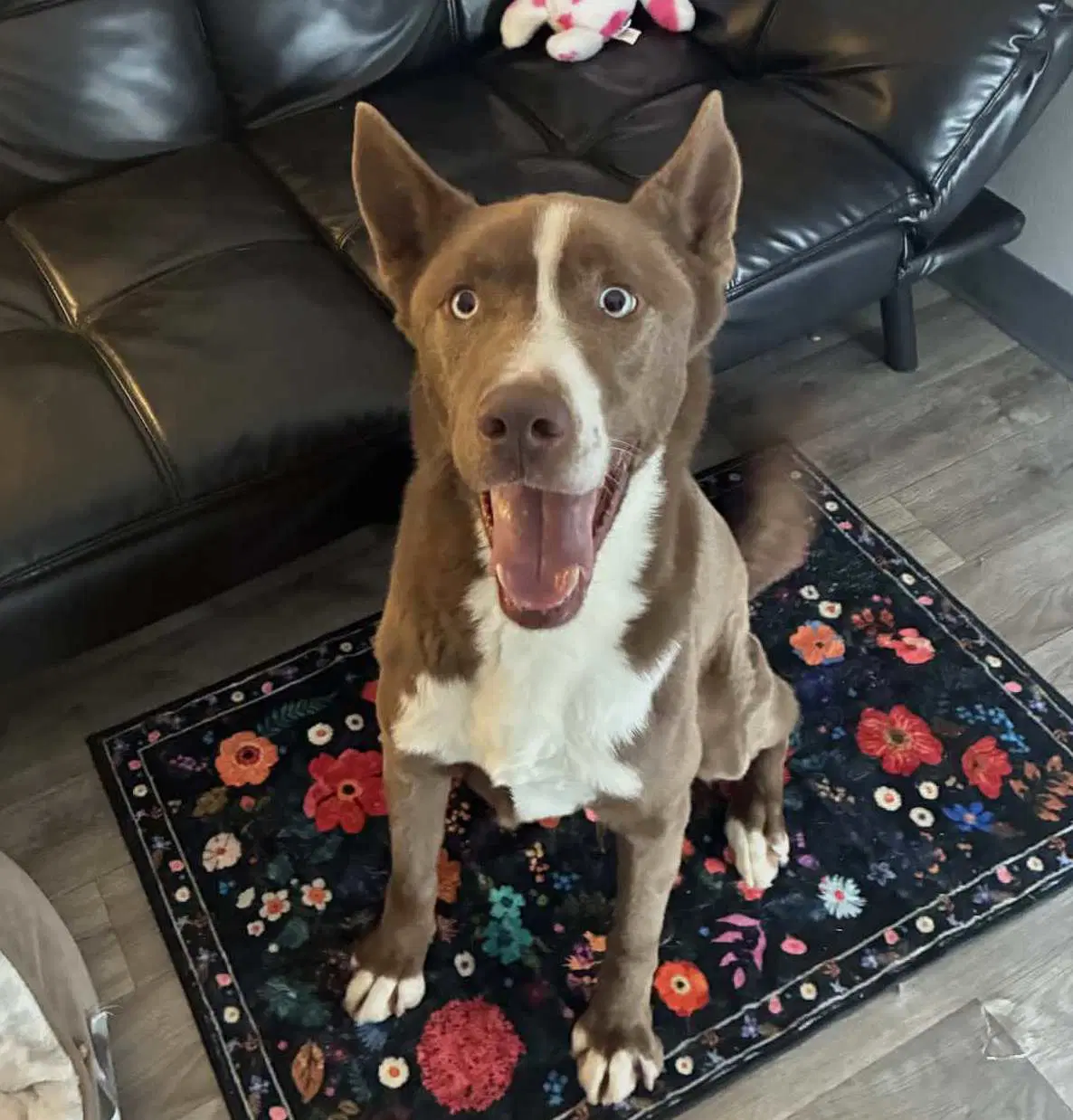 Juno image 3
