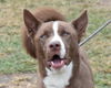 adoptable Dog in Anniston, AL named Juno