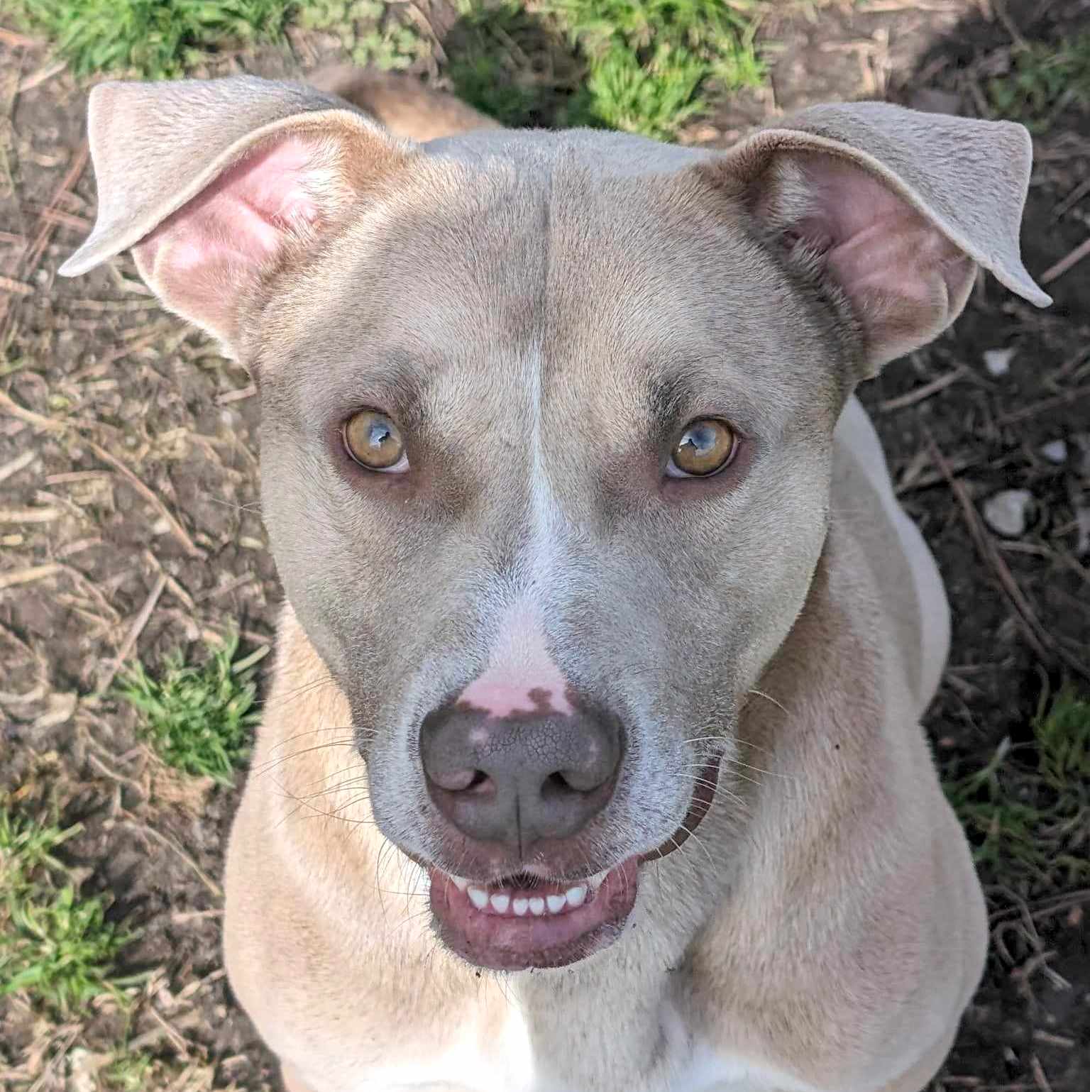 Jenson - American Pit Bull Terrier