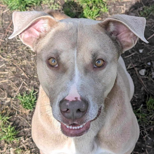 JENSON - American Pit Bull Terrier available for adoption