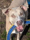 adoptable Dog in , AL named Jenson