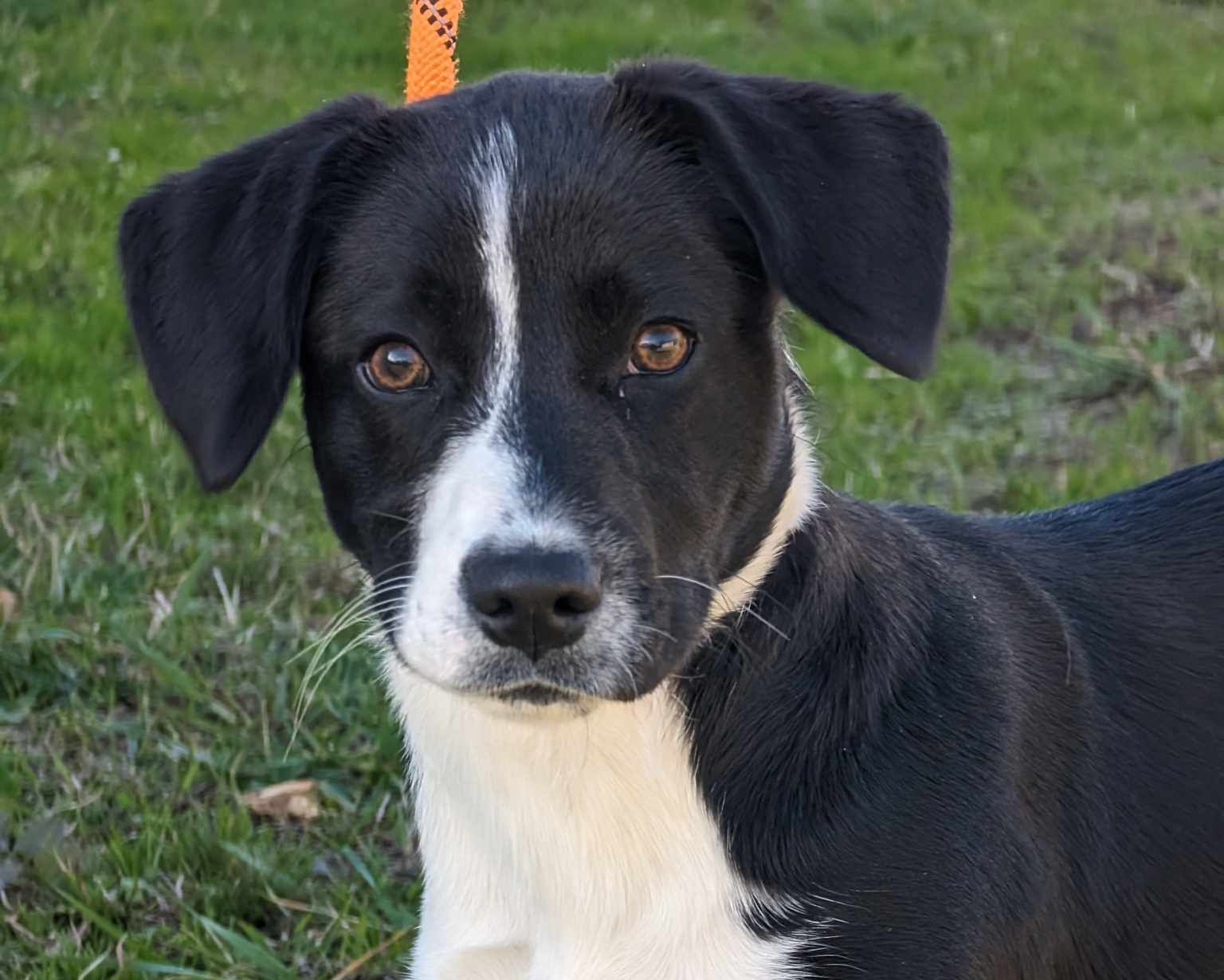 Dog for Adoption - Iris, a Border Collie in Stewartville, AL | Alpha Paw