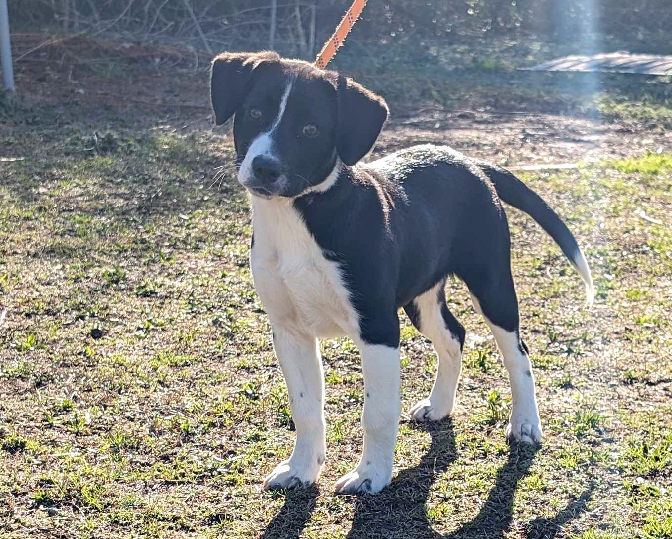 Dog for Adoption - Iris, a Border Collie in Stewartville, AL | Alpha Paw