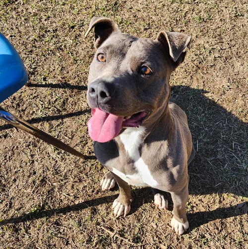 WINNIE - Pit Bull Terrier available for adoption