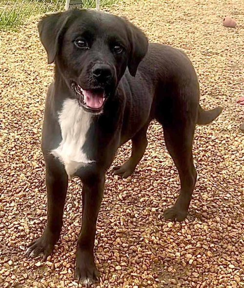 DONATELLO (DONNY) - Labrador Retriever / Feist available for adoption
