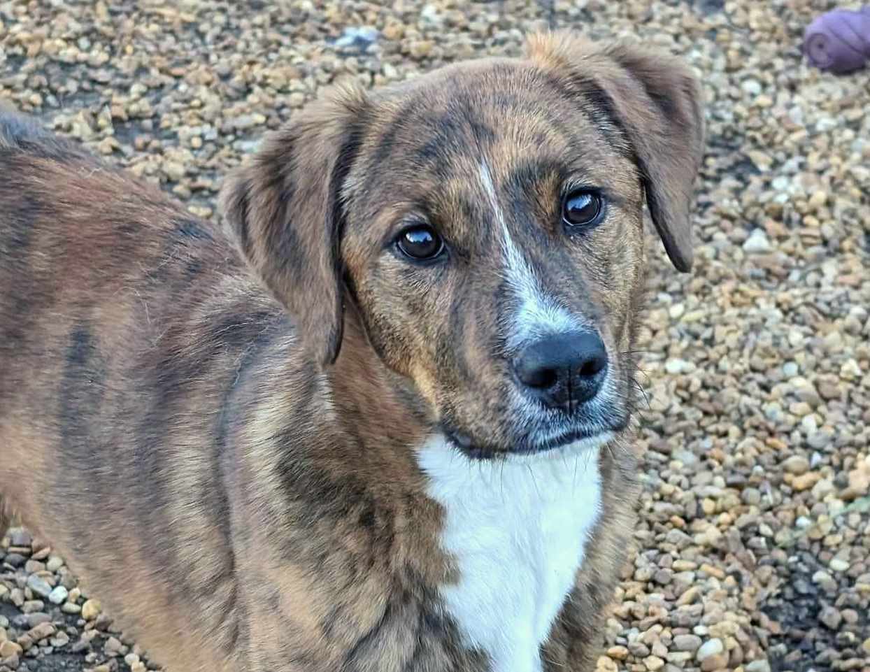 adoptable Dog in Anniston, AL named Raphael