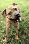 adoptable Dog in anniston, AL named Adele