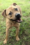 adoptable Dog in Anniston, AL named Adele