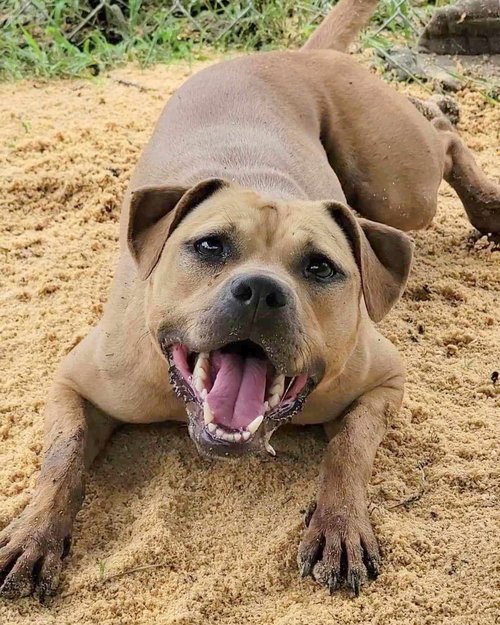 ADELE - Boxer available for adoption
