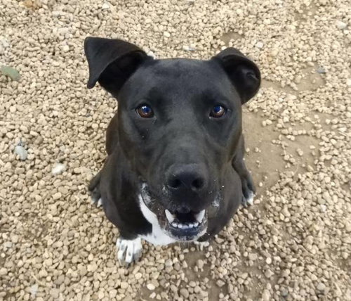 JET - Boxer / Labrador Retriever available for adoption
