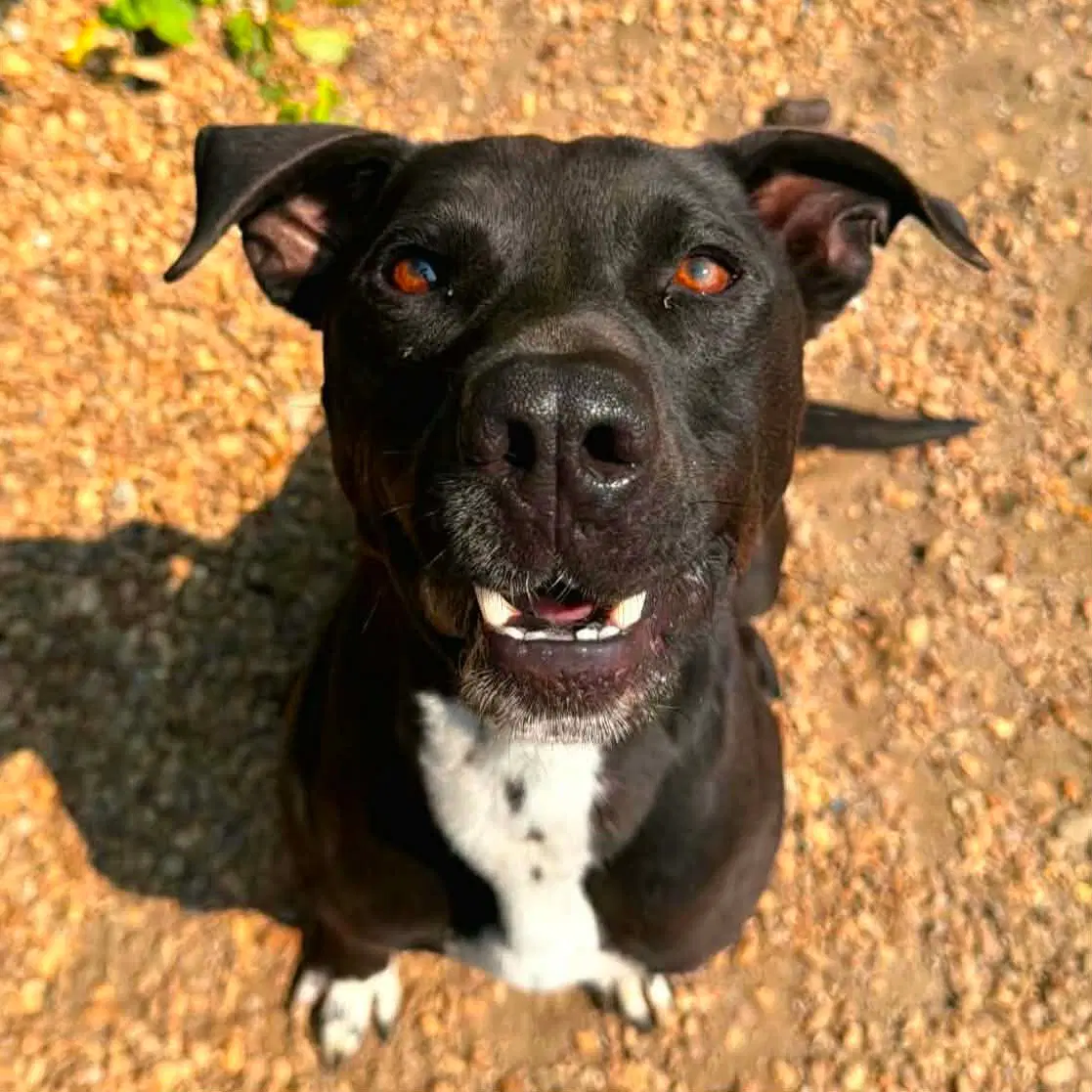 Jet - Boxer