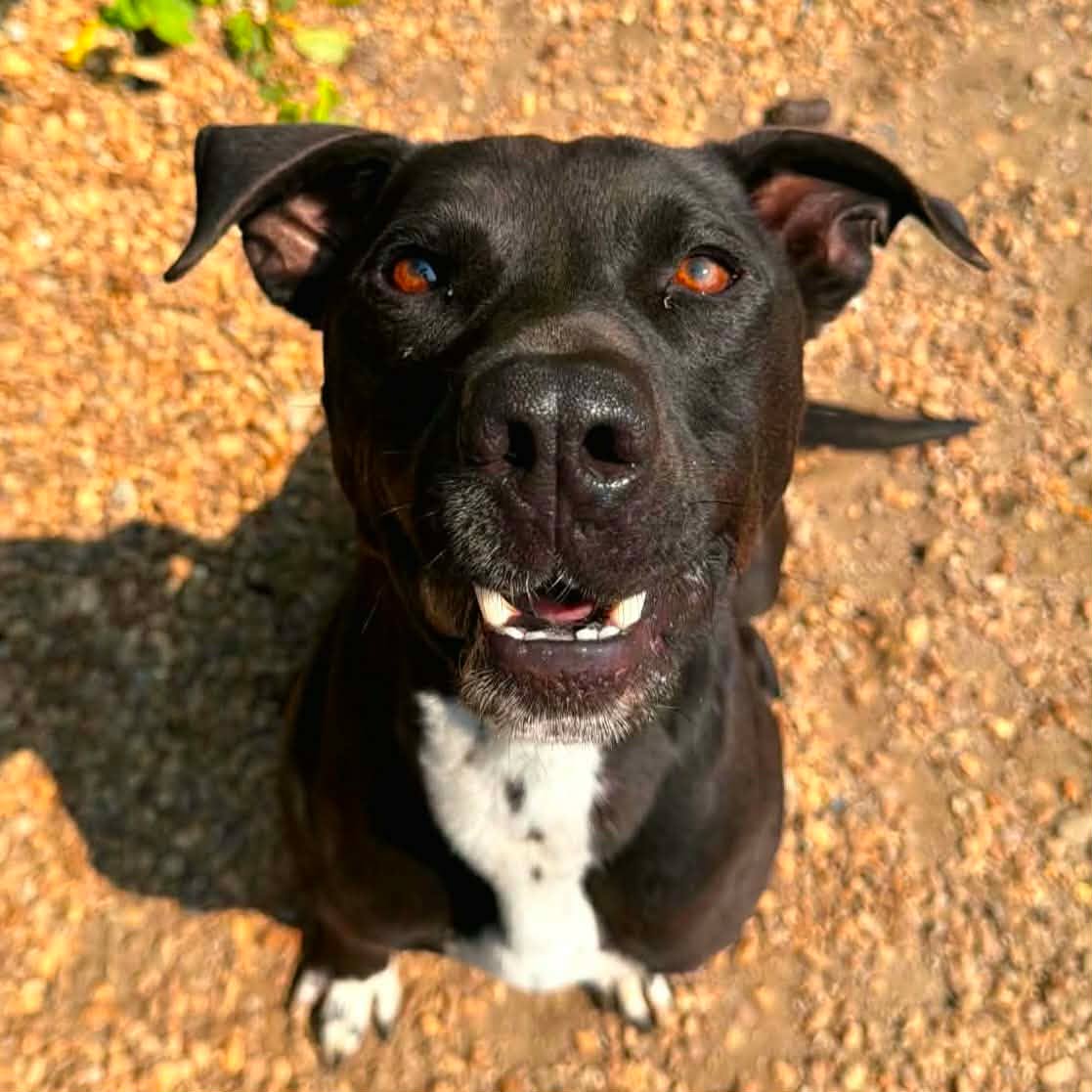 Jet